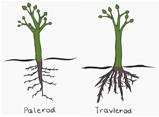 Billede af en pælerod og en trævlerod. Pæleroden munder ud fra planten under jorden og har mindre udgreninger fra en større rod, der tilsammen danner et rodnet. En trævlerod består derimod kun af mindre rødder, der tilsammen danner et større rodnet.