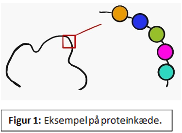 Billede af et eksempel på en proteinkæde